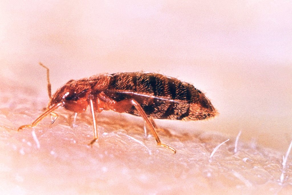 Why don’t bed bugs spread diseases?