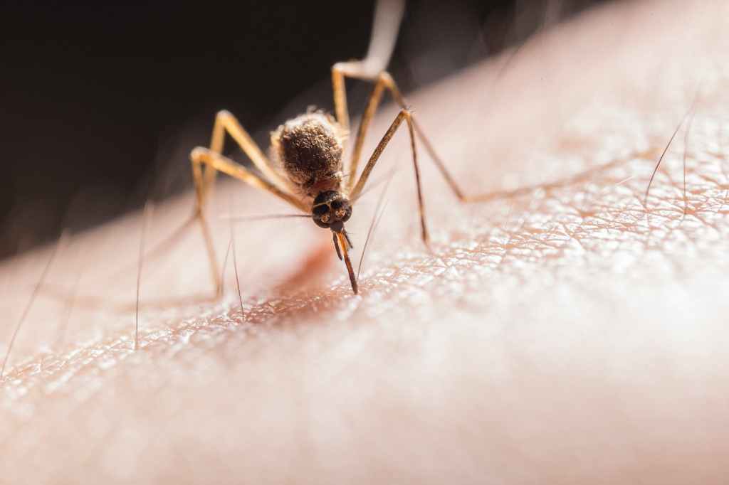 Some People Really are Allergic to Mosquitoes
