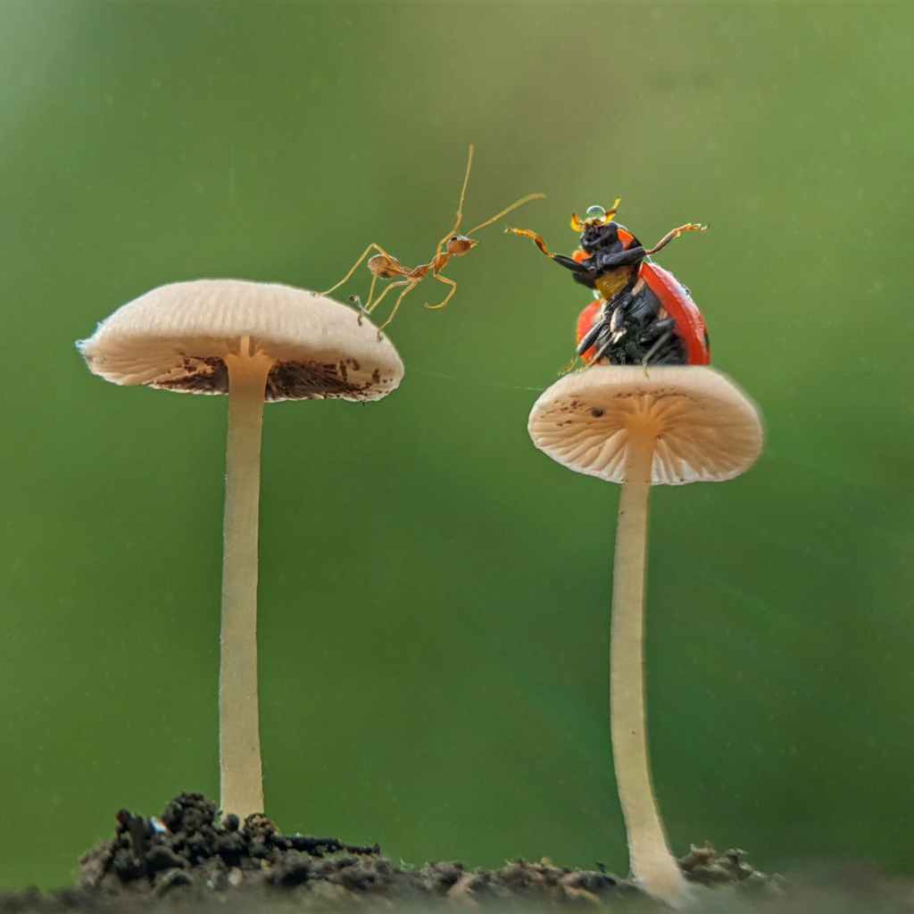 The Creepy World of Insect-Invading Fungi