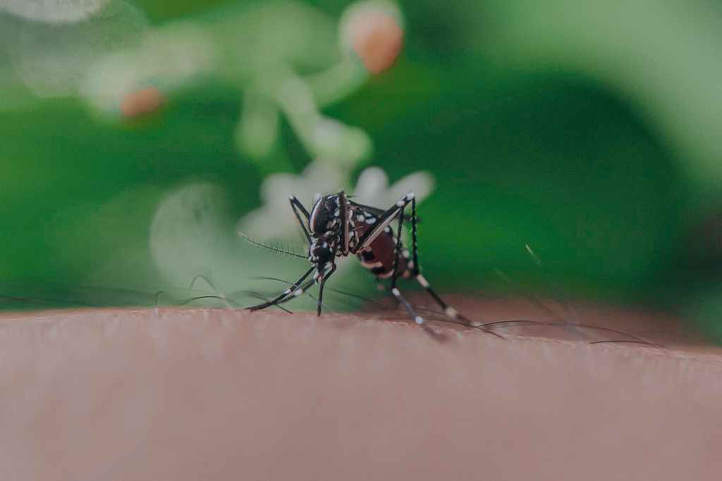 Mosquitos might be as useless as they are annoying